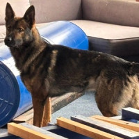 Kynologové HZS ČR cvičili v Západních Tatrách. Zaměřili se na pachové práce i sutinové vyhledávání